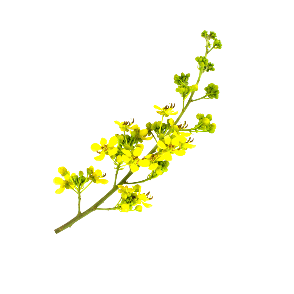 Hoja de sen