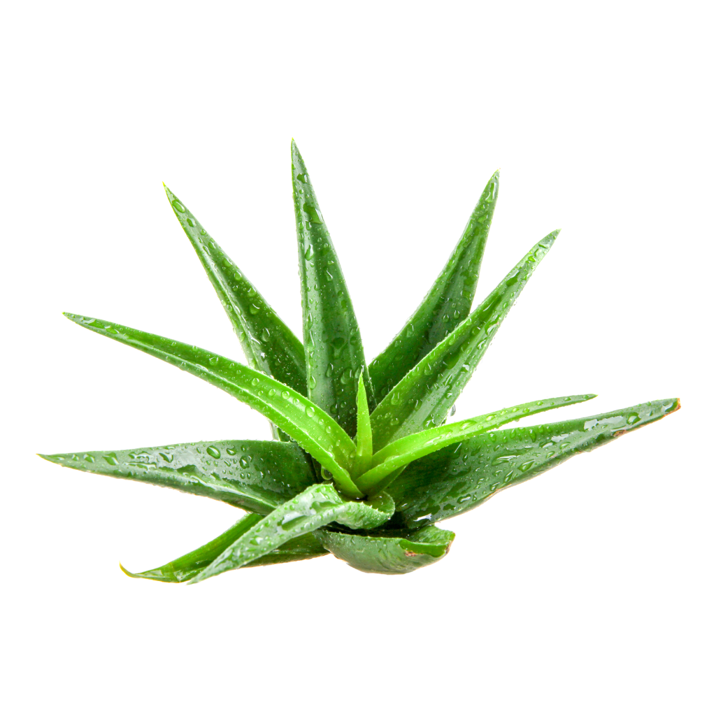 Aloe vera